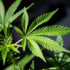 Marijuana in Michigan – Employment Law