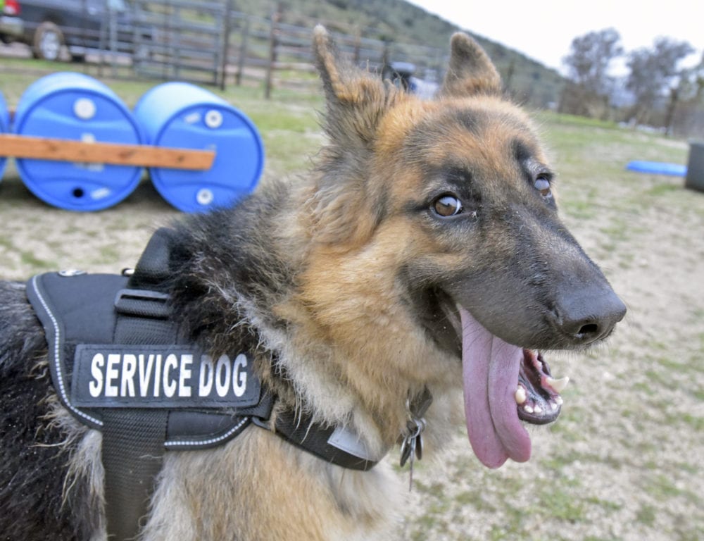 Service Dogs in the Workplace